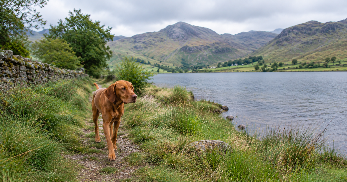 dog-friendly-weekend-breaks-uk
