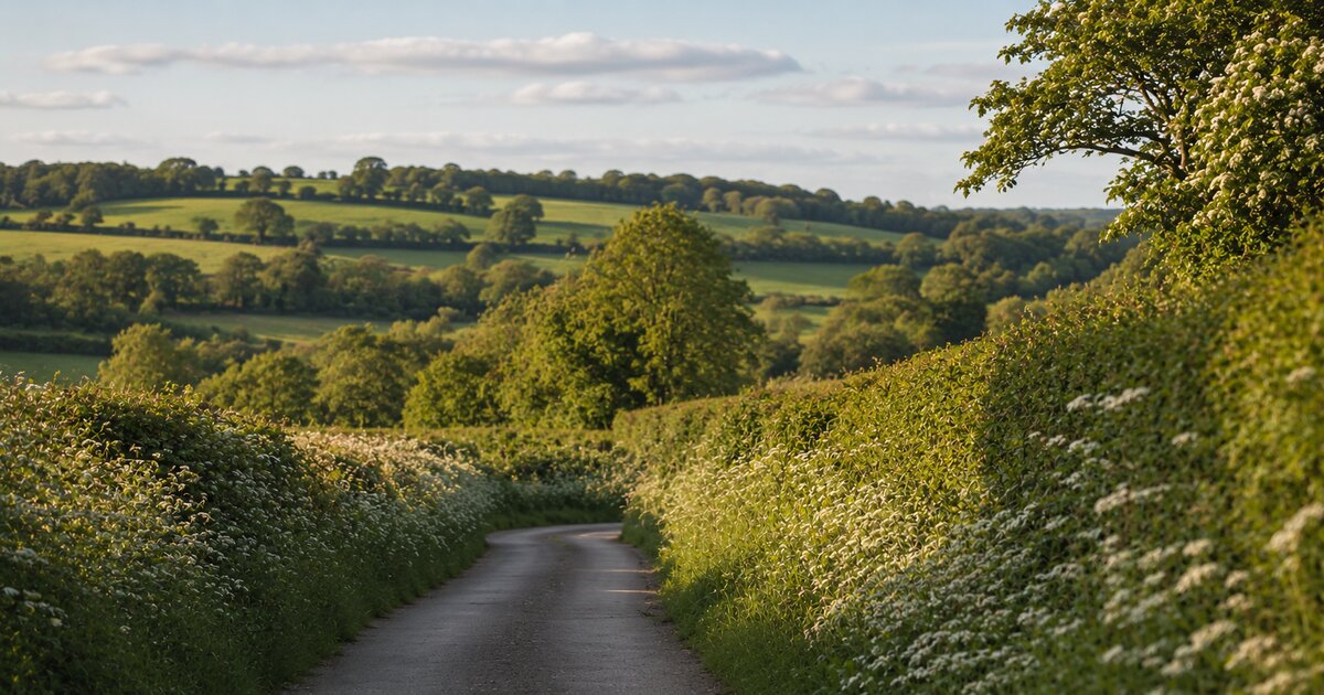 Country lane lined with flowering hedgerows in the Cotswolds